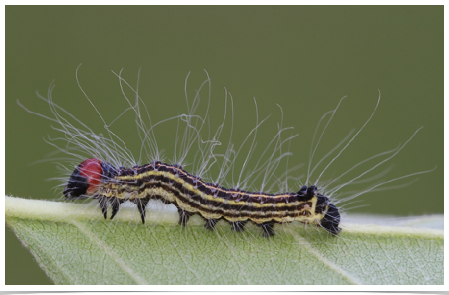 Acronicta radcliffei
Radcliffe's Dagger
Bibb County, Alabama